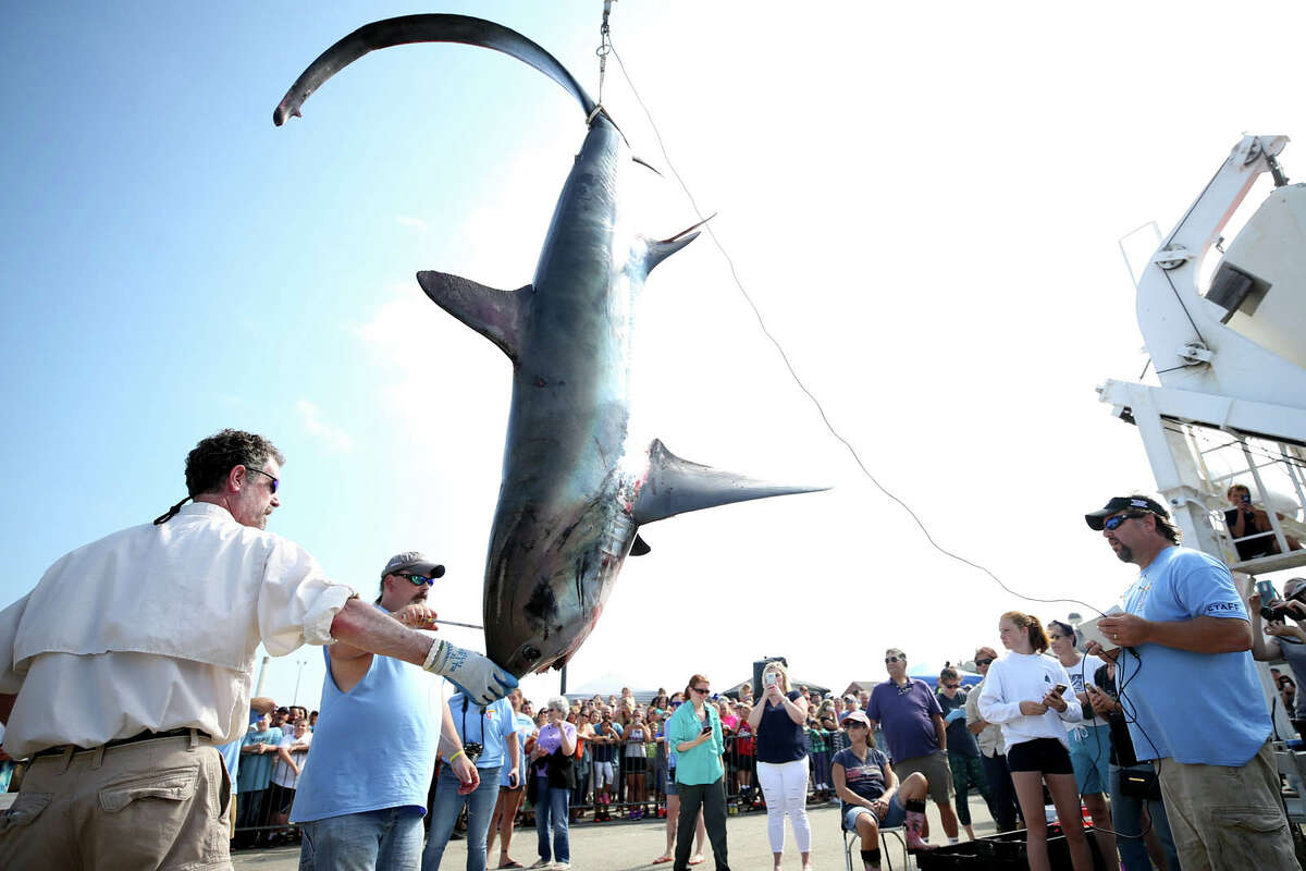 Atlantic Shark Fishing Tournament Yields Monster Catches Near Where