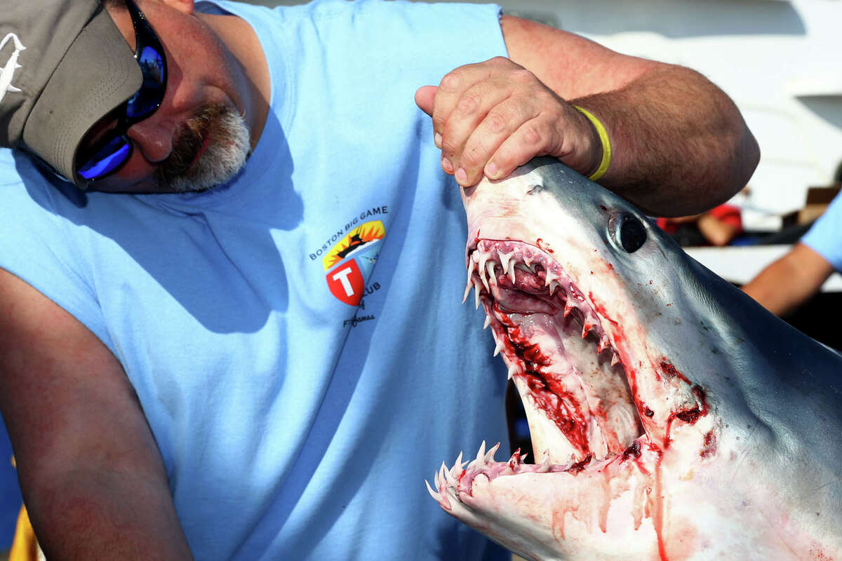 Atlantic shark fishing tournament yields monster catches