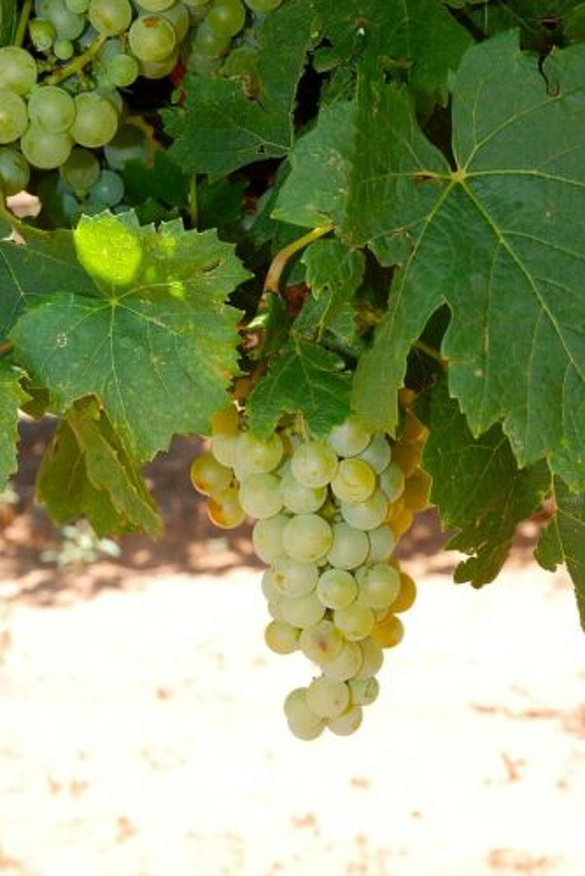 These luscious white grapes are just about ready to pick on the Texas High Plains. The harvest is coming in early this year due to a mild winter.