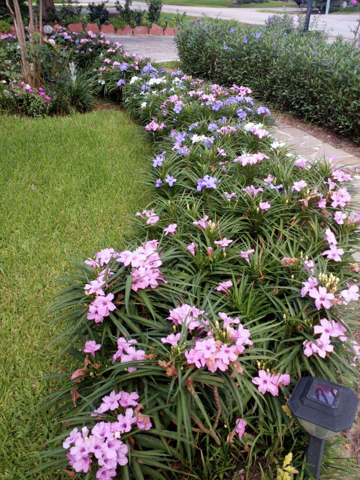 What's blooming? Hibiscus is a showy favorite in Houston gardens