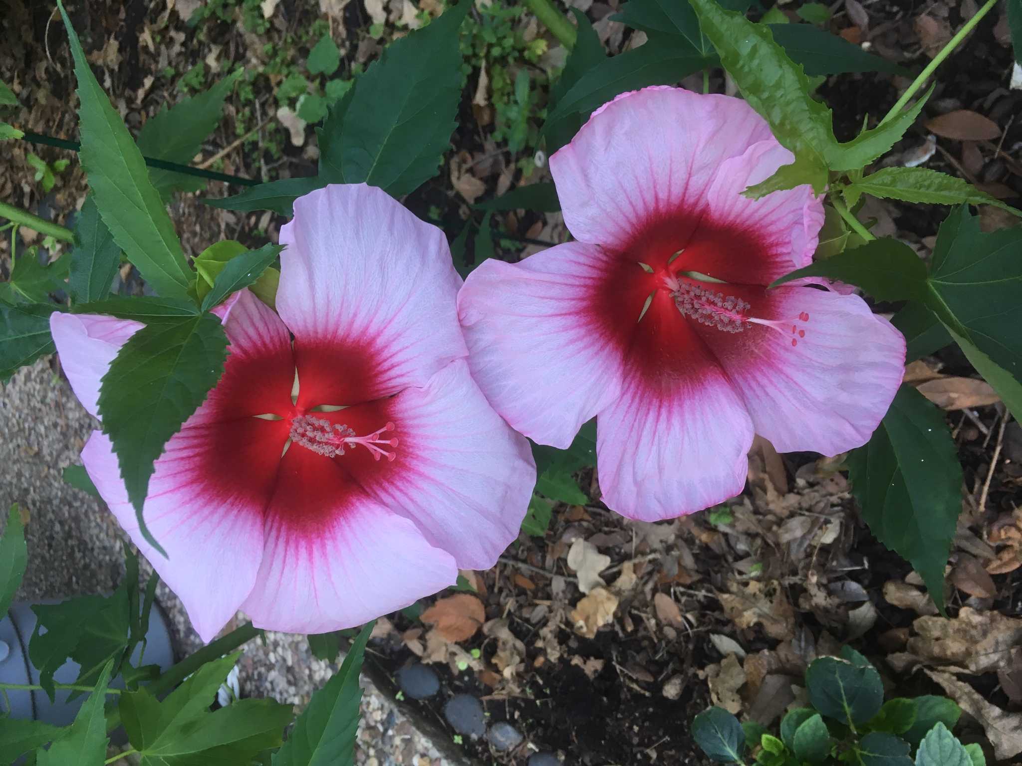 What's blooming? Hibiscus is a showy favorite in Houston gardens