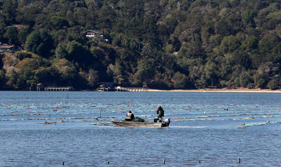 Tomales Bay search suspended for 70yearold oyster farm owner SFGate