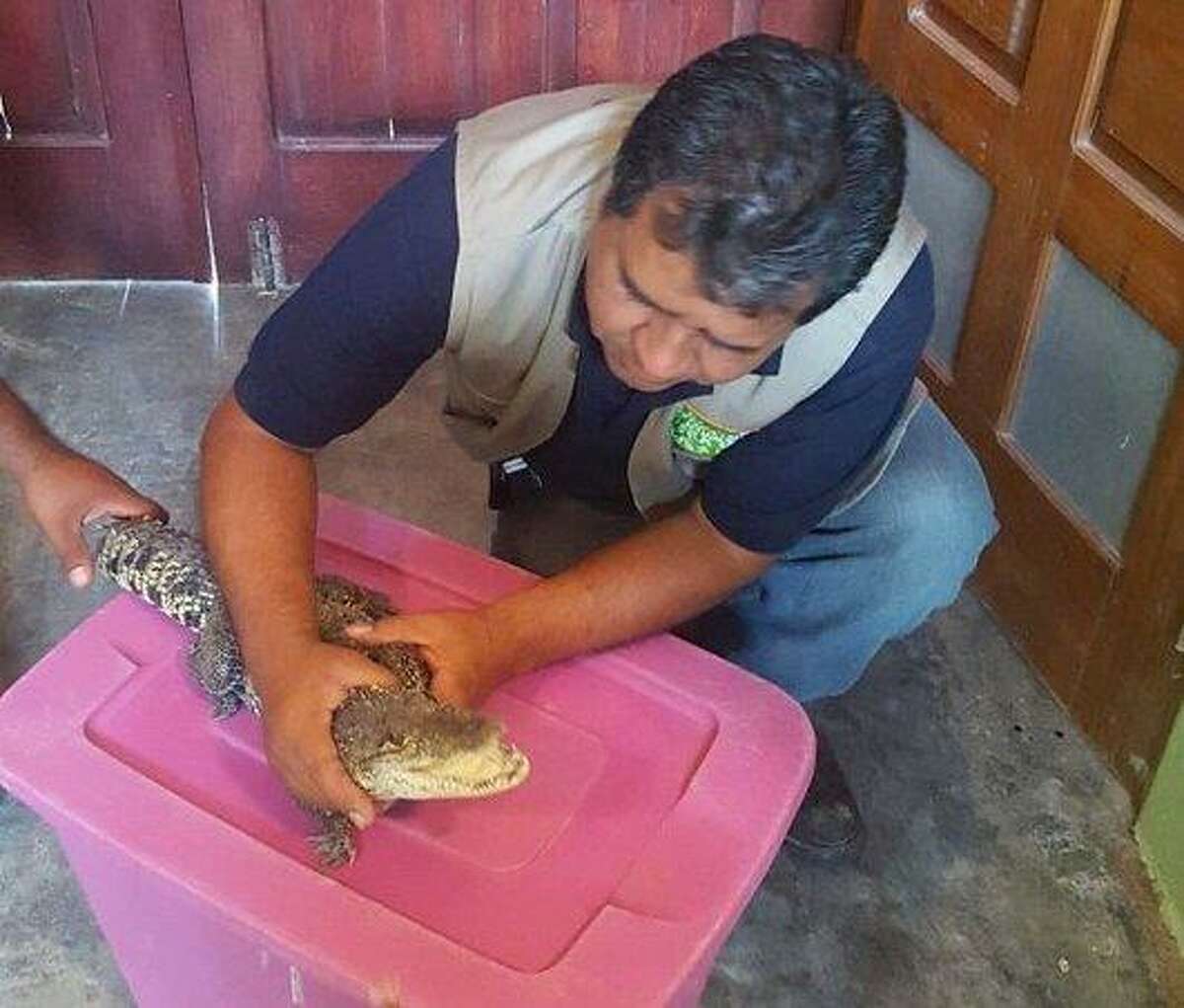 El zoológico de Nuevo Laredo recibió un cocodrilo por parte de unos corredores que lo encontraron a la orilla de la carretera en el bulevar Luis Donaldo Colosio.