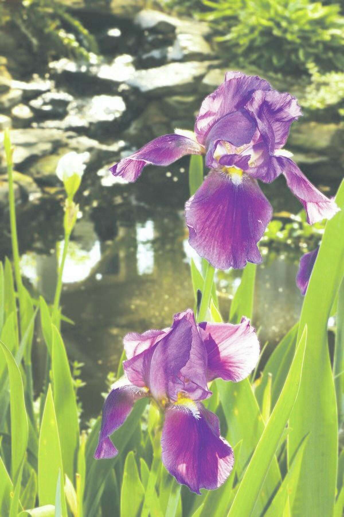Where irises once were a common occurrence in the garden, we don't use this beautiful plant in today's modern landscapes. If selected correctly there can be a sequence of bloom from spring to early summer. This sequence can be enriched with re-bloomers. (Metro Graphics) 