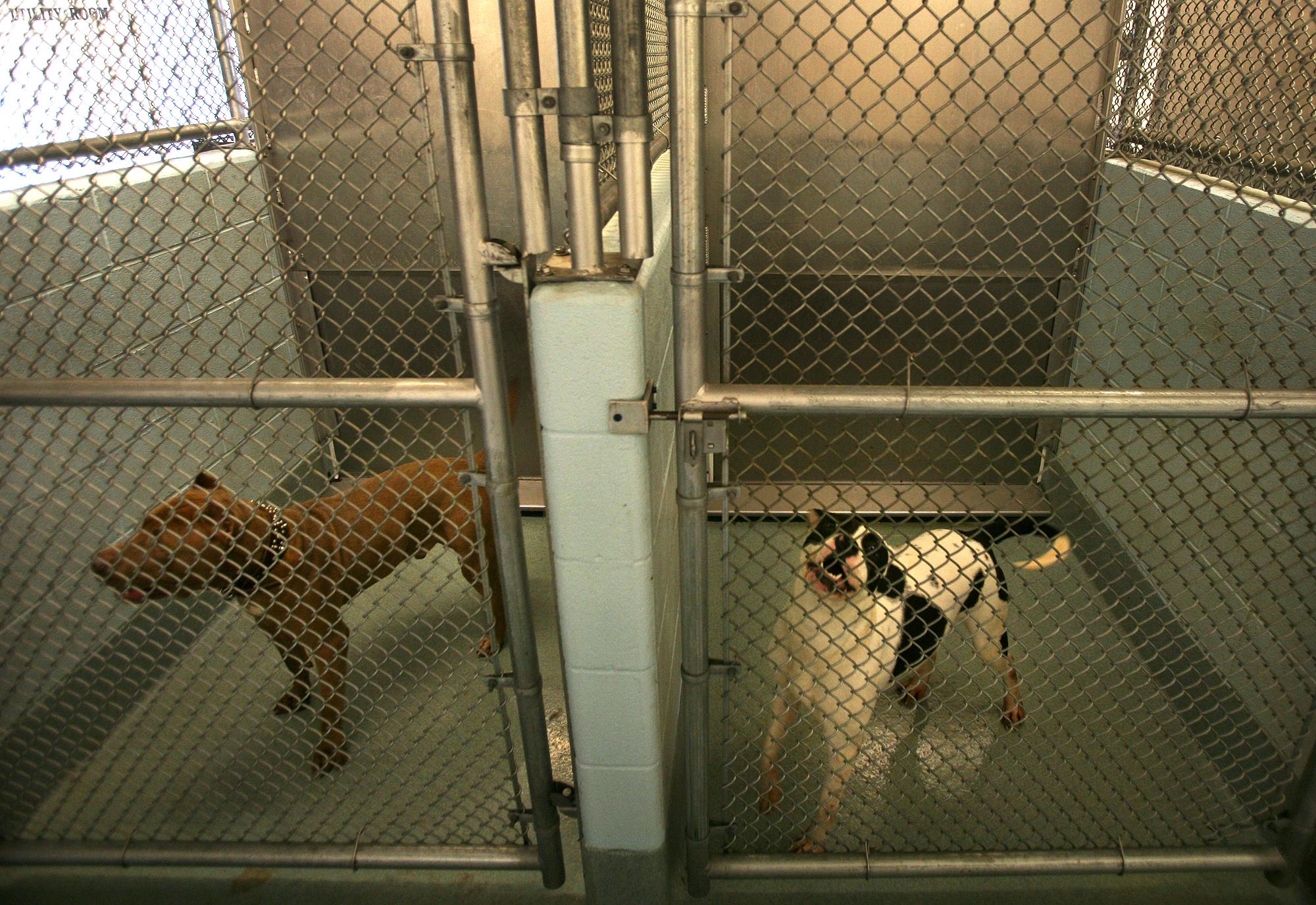 bridgeport animal shelter