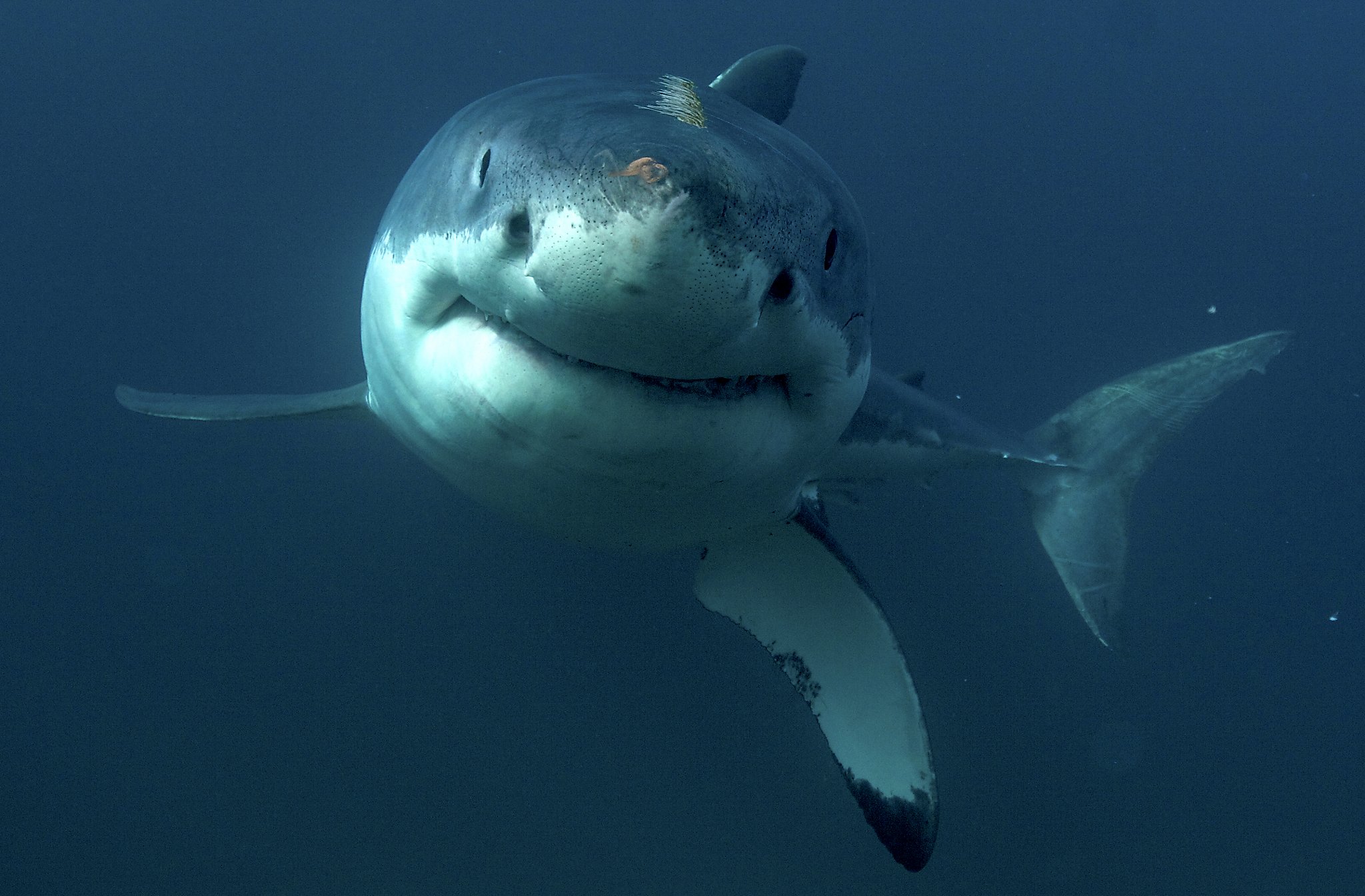 A great white shark was spotted by a California Highway Patrol helicopter a...