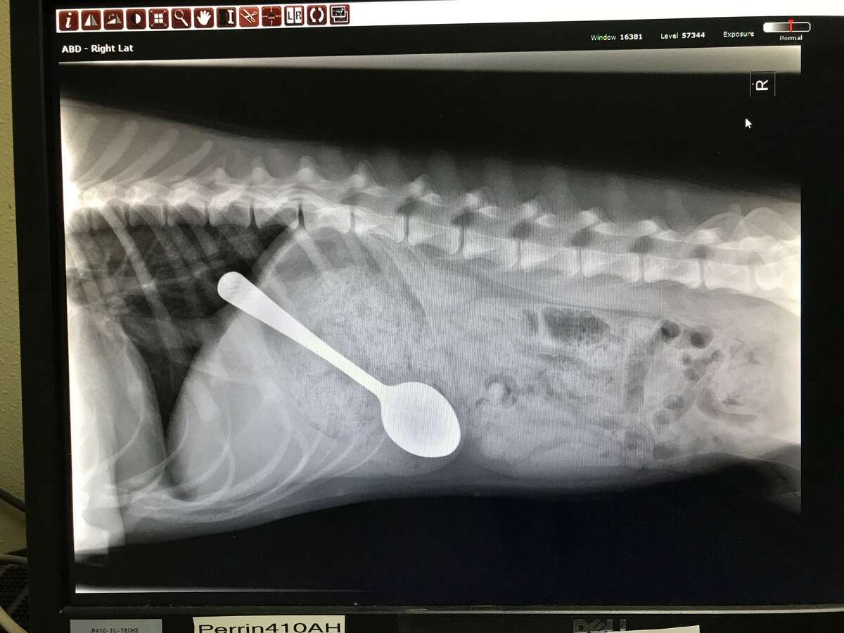 On July 18, 2017, Boots swallowed a spoon.