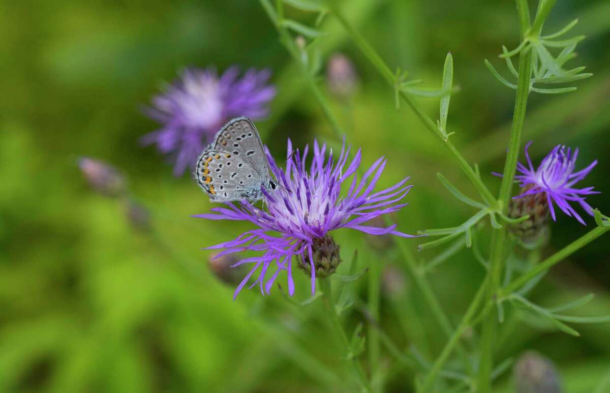 A view of a Karner blue butterfly at the Albany Pine Bush Preserve on Thursday, July 20, 2017, in Albany, N.Y. (Paul Buckowski / Times Union)