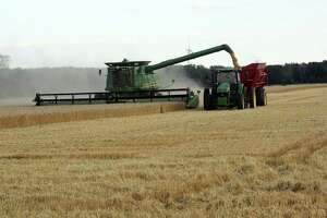 Wheat harvest wrapping up, how did farmers contend with the chaotic year?