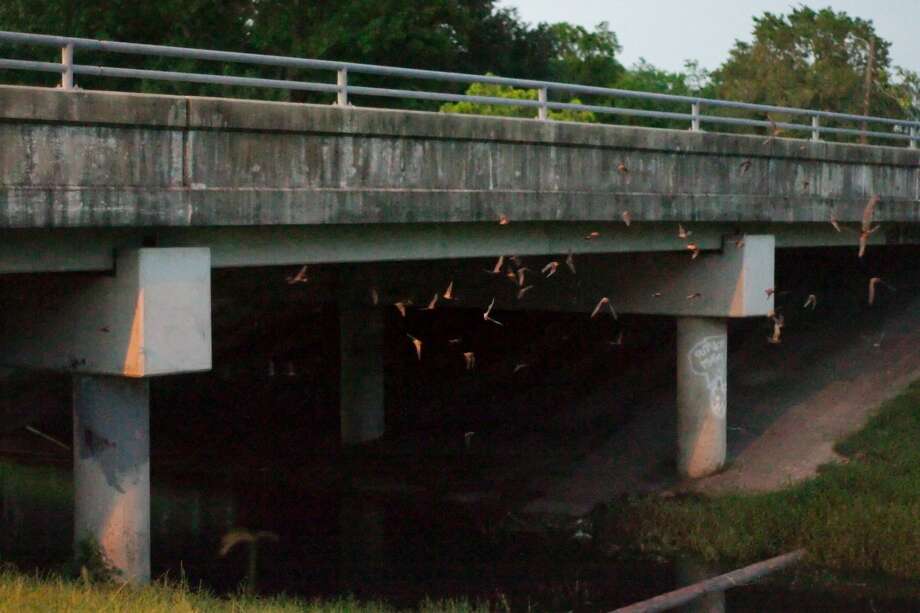 Watch Pearland bat colony emerges for nighttime feeding Houston