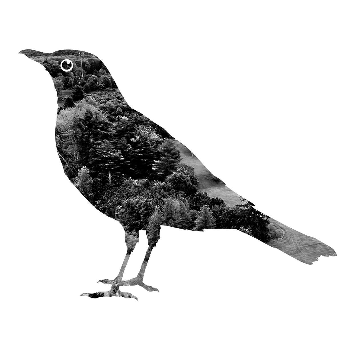 Robert Wuensche illustration / Houston Chronicle For Zest book review 'A Catalog of Birds' by Laura Harrington
