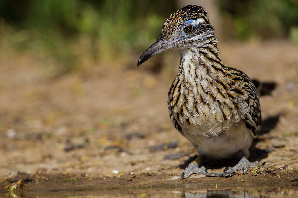 Roadrunners occasionally fly but only for short distances. The birds can reach speeds of up to 18 miles per hour.