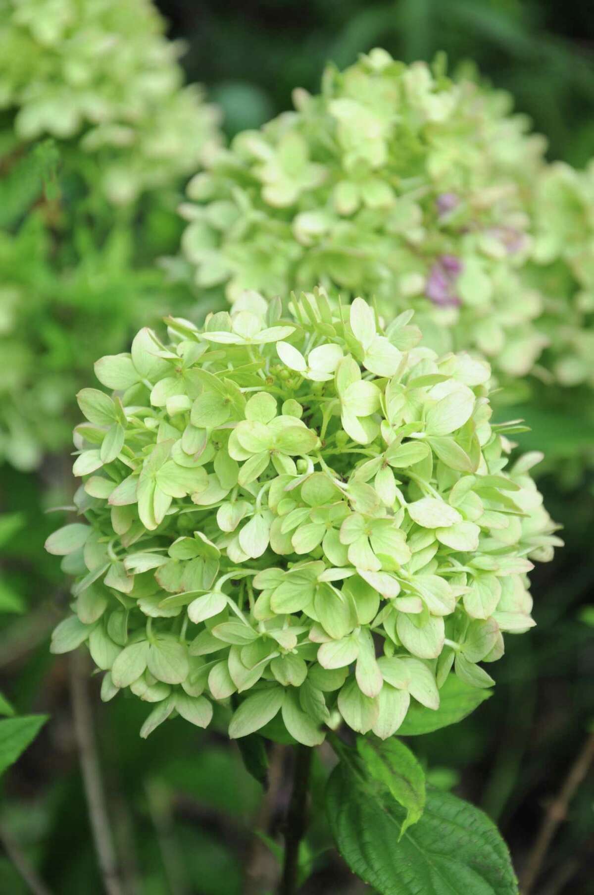 Little Lime, a panicle hydrangea, is a profusive bloomer.