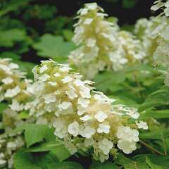 How hydrangeas end up stealing the show