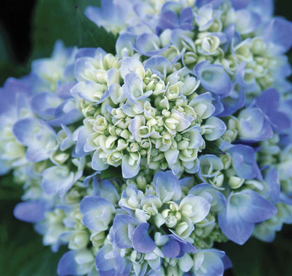 How hydrangeas end up stealing the show