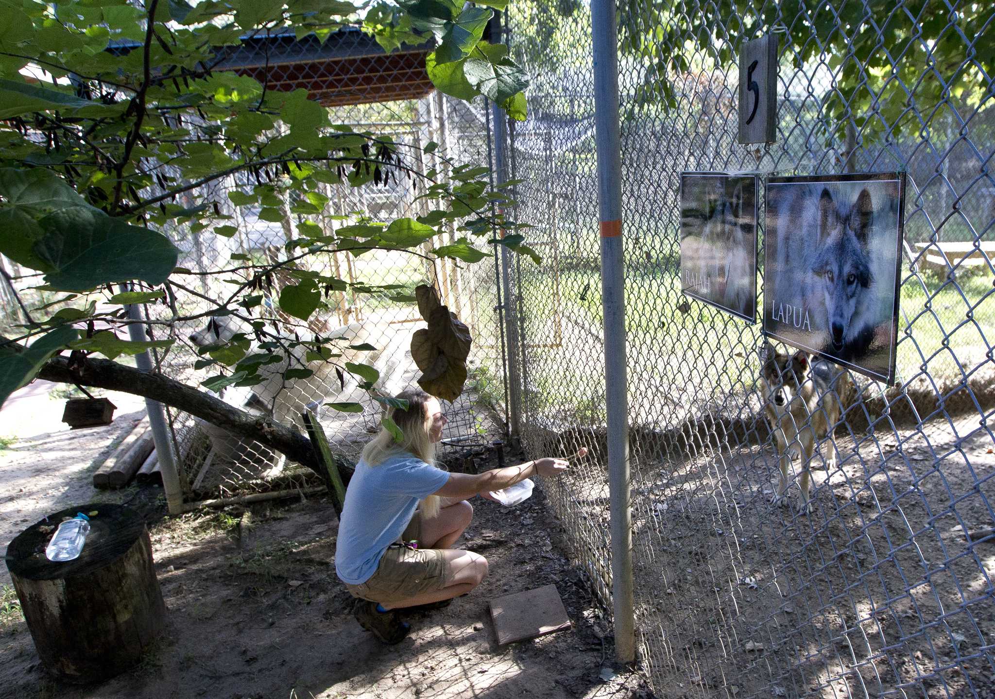 Wolf sanctuary provides 'dream job' for new manager The Courier