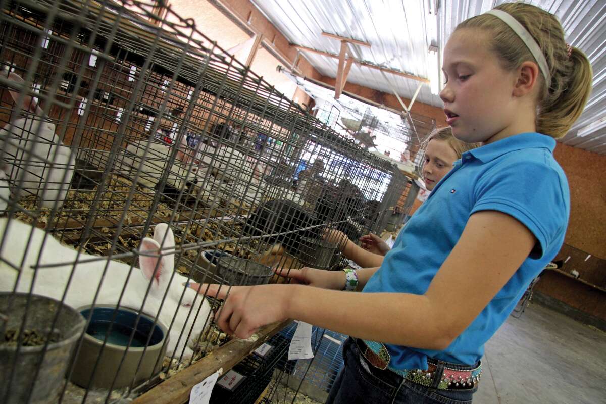 Livestock competitions, like the rabbit judging pictured here, remain central to the Madison County Fair, which begins Tuesday in Highland.
