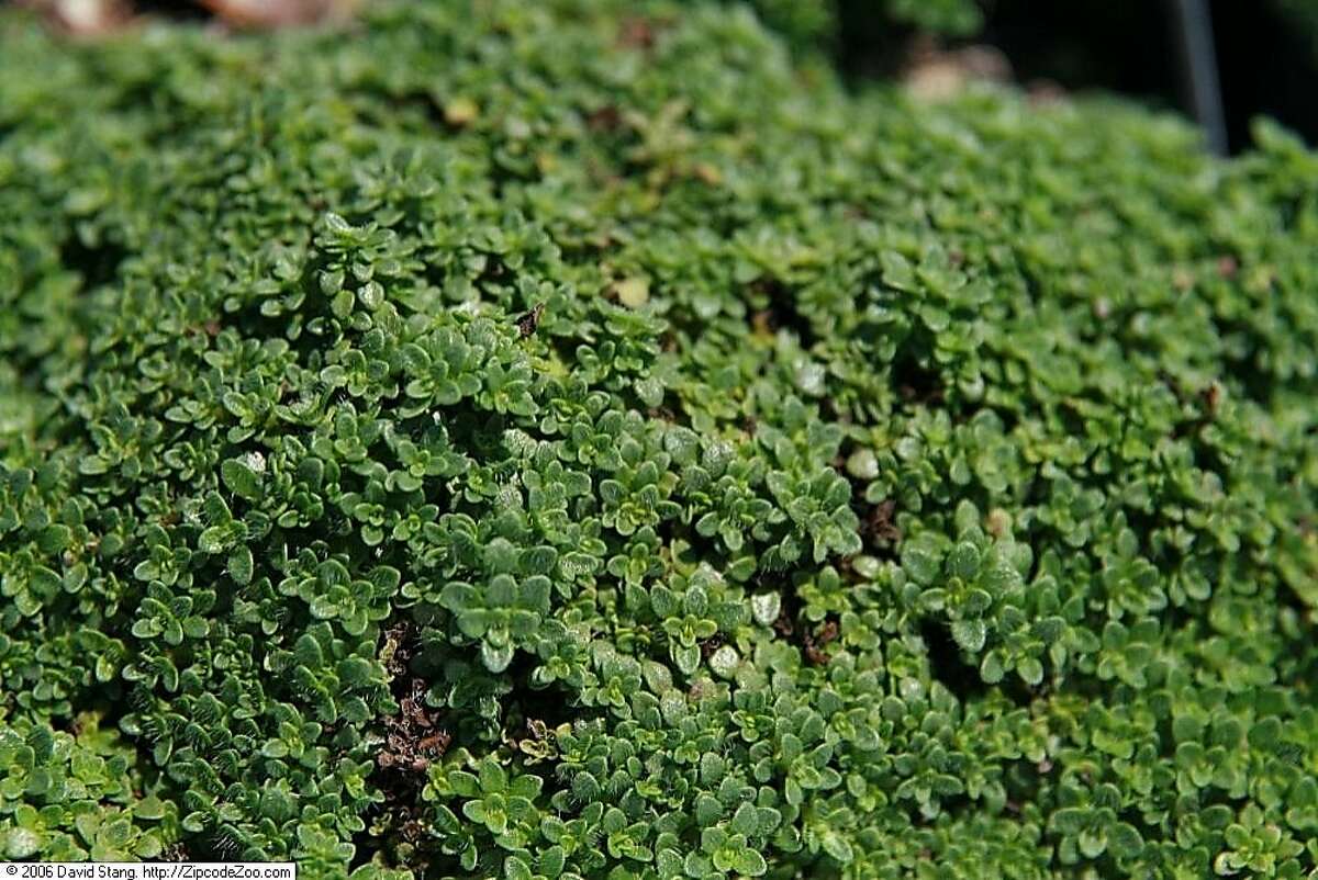 planting elfin thyme between pavers