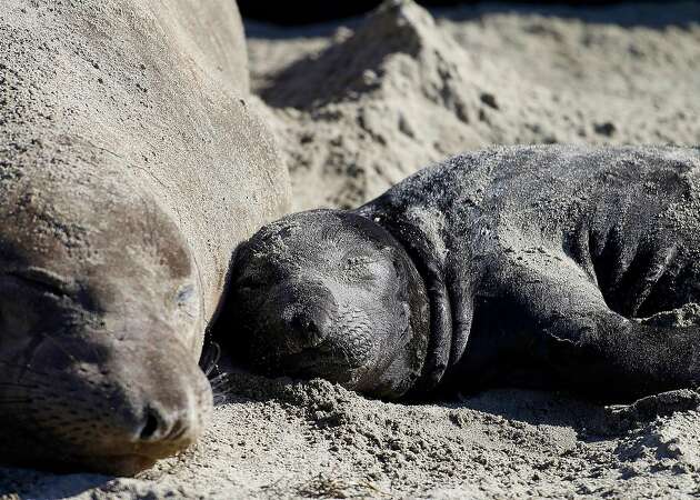 Selfies: Worst thing to happen to seal pups since orcas, says Marine Mammal Center