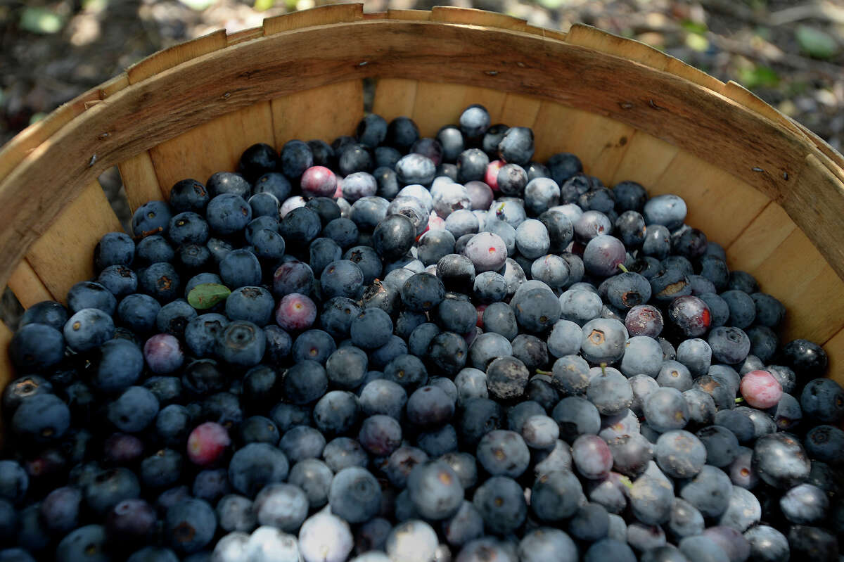 A basket full of blueberries during the opening day at the B&M Farms u-pick blueberry patch on Saturday. The farm is open Monday through Saturday from 8 a.m. to 6 p.m. and Sundays from 1 p.m. to 6 p.m. Photo taken Saturday 5/28/16 Ryan Pelham/The Enterprise