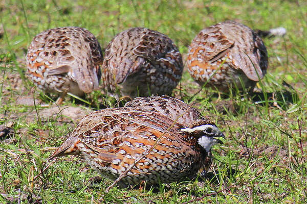 So far, so good for turkey, quail in Texas - HoustonChronicle.com