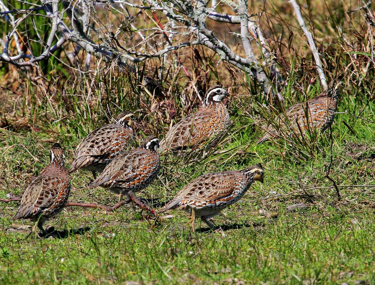 So far, so good for turkey, quail in Texas