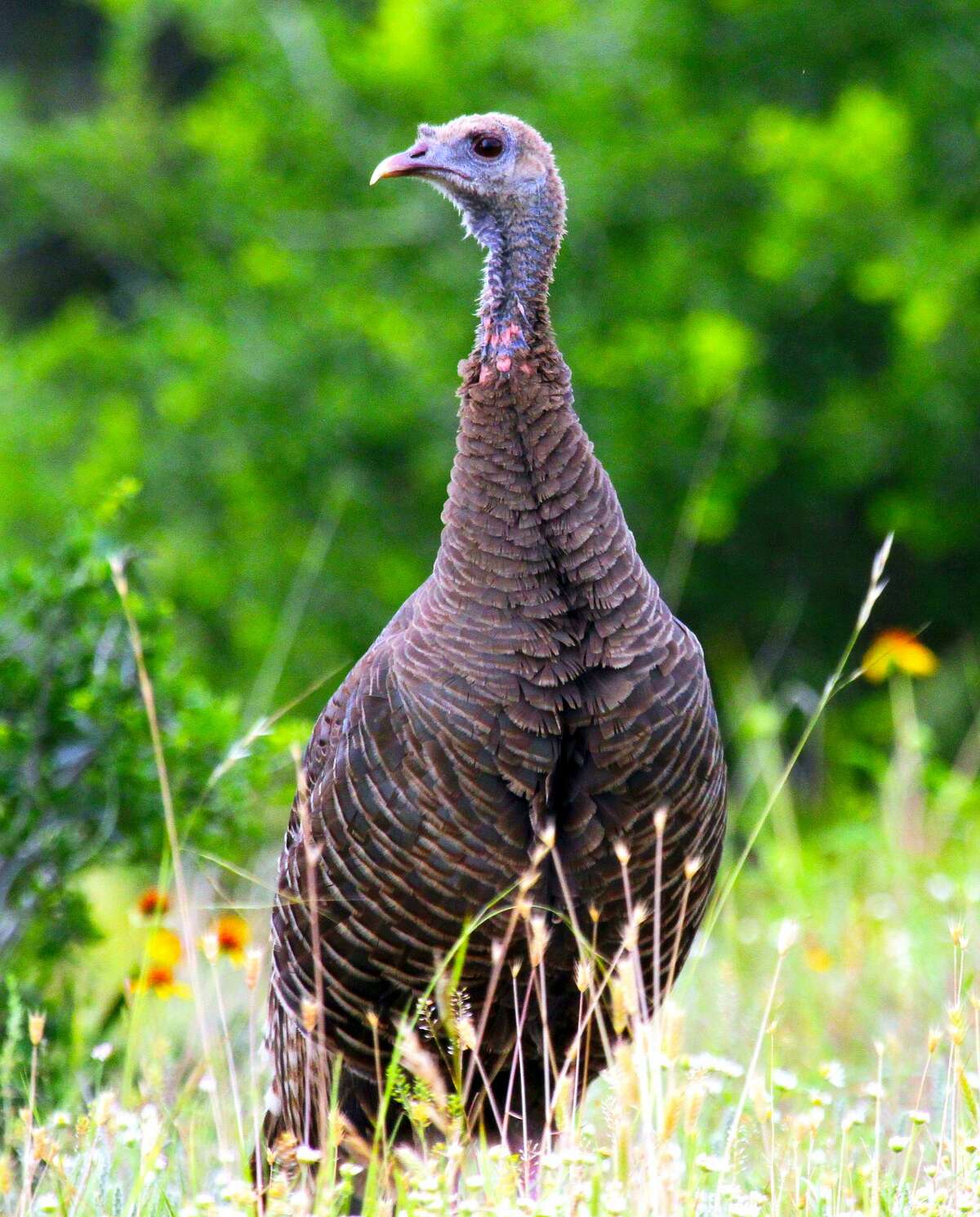 A Texas wild turkey.