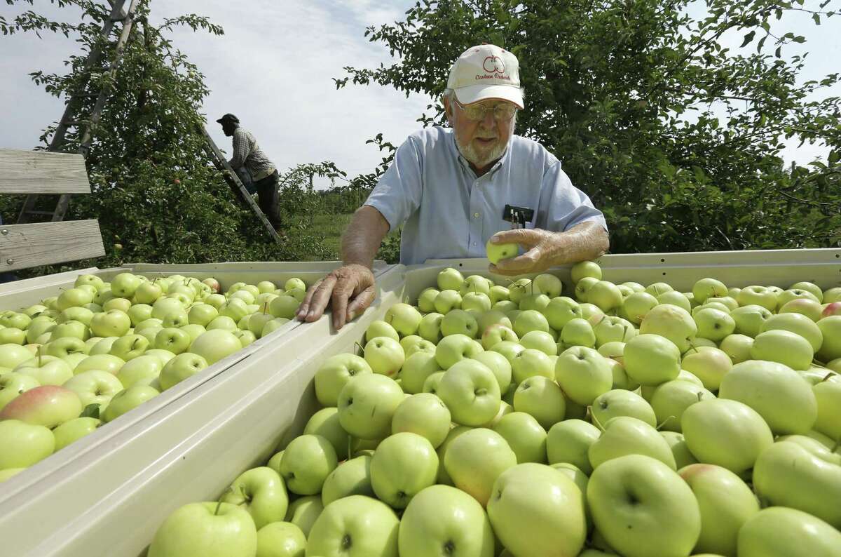 New England Apple Picking 2015