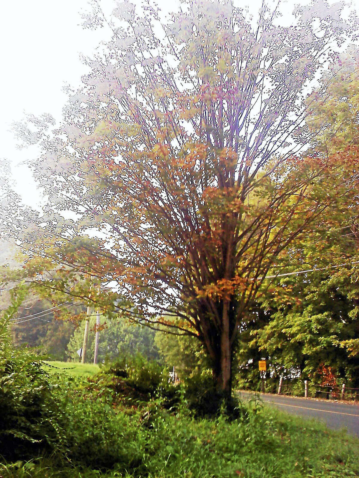 5 reasons trees matter on this Arbor Day (and every day)