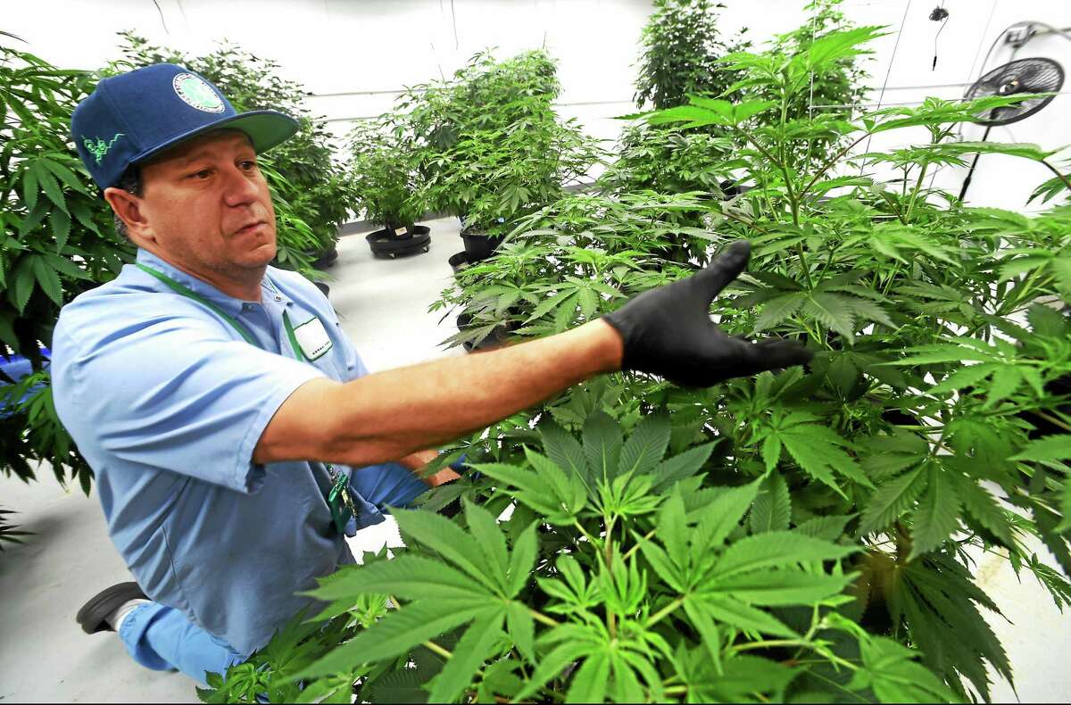 (Peter Hvizdak - New Haven Register) David Lipton, managing partner of Advanced Grow Labs, a medical marijuana production facility in West Haven, Connecticut, inspects a one of the best marijuana "mother" plants used to propagate other marijuana plants.