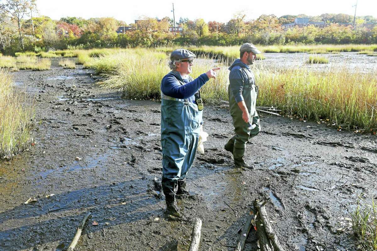(Arnold Gold-New Haven Register) Southern Connecticut State University Associate Professor Scott Graves (left) and grad student Scott Thibault place markers in a marsh off of the Cove River in West Haven to study any change in the elevation of the marsh on 11/5/2016.