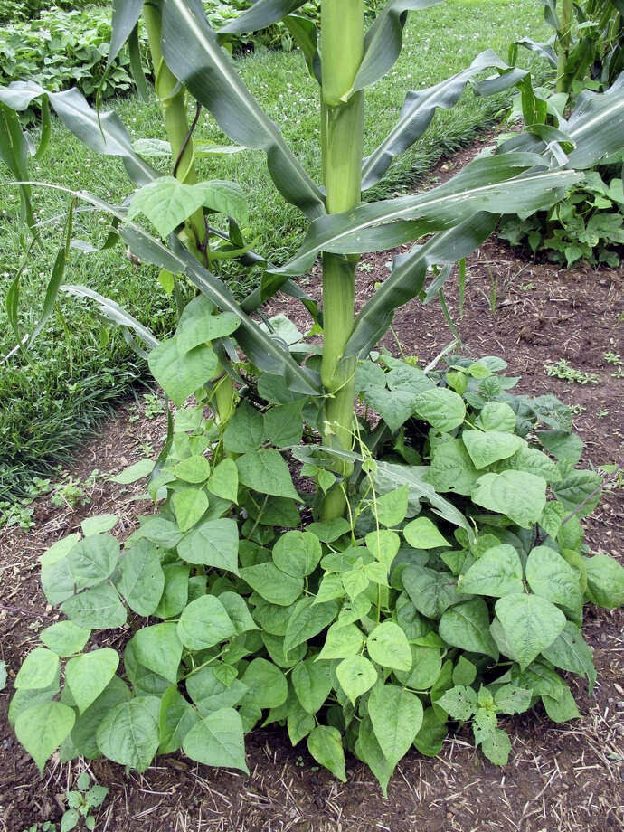 For easy meals, plant ‘menu gardens’ of favorite foods New Haven Register