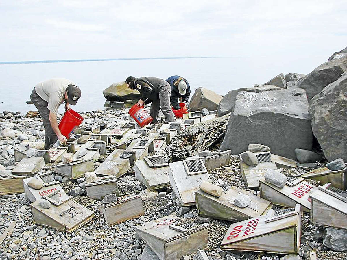Fixing Roseate Tern Boxes: Rick Potvin, Jenny Dickson and Kris Vagos from the Stewart B. McKinney Refuge put gravel in the roseate tern boxes on the north spit of Faulkner’s Island.