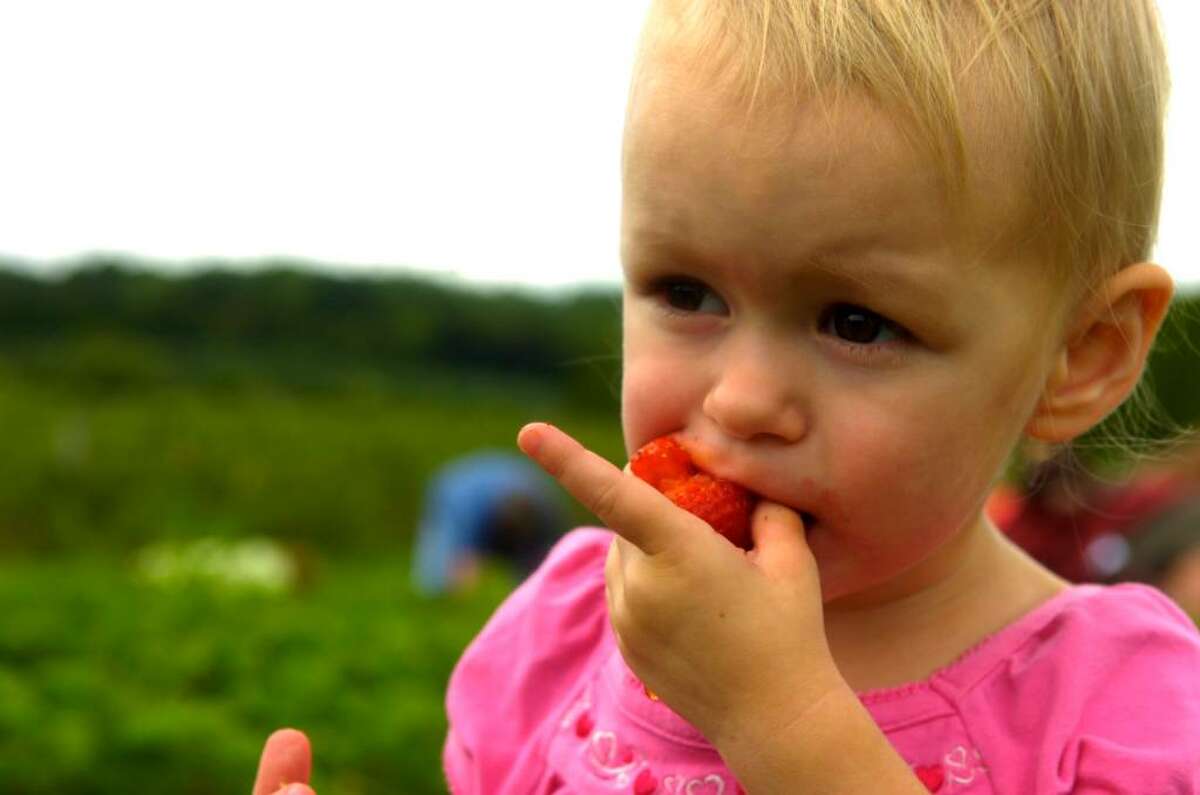 Cheyenne Burgess, 2, of Seymour, enjoys a snack while picking strawberries at Jones Family Farms in Shelton on Friday, June 11, 2010.