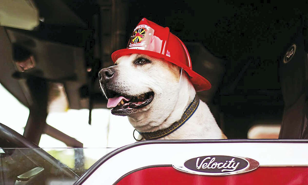 photo/Samantha Barracca Dog named Christopher Charles Rutherford III poses in a fire truck.
