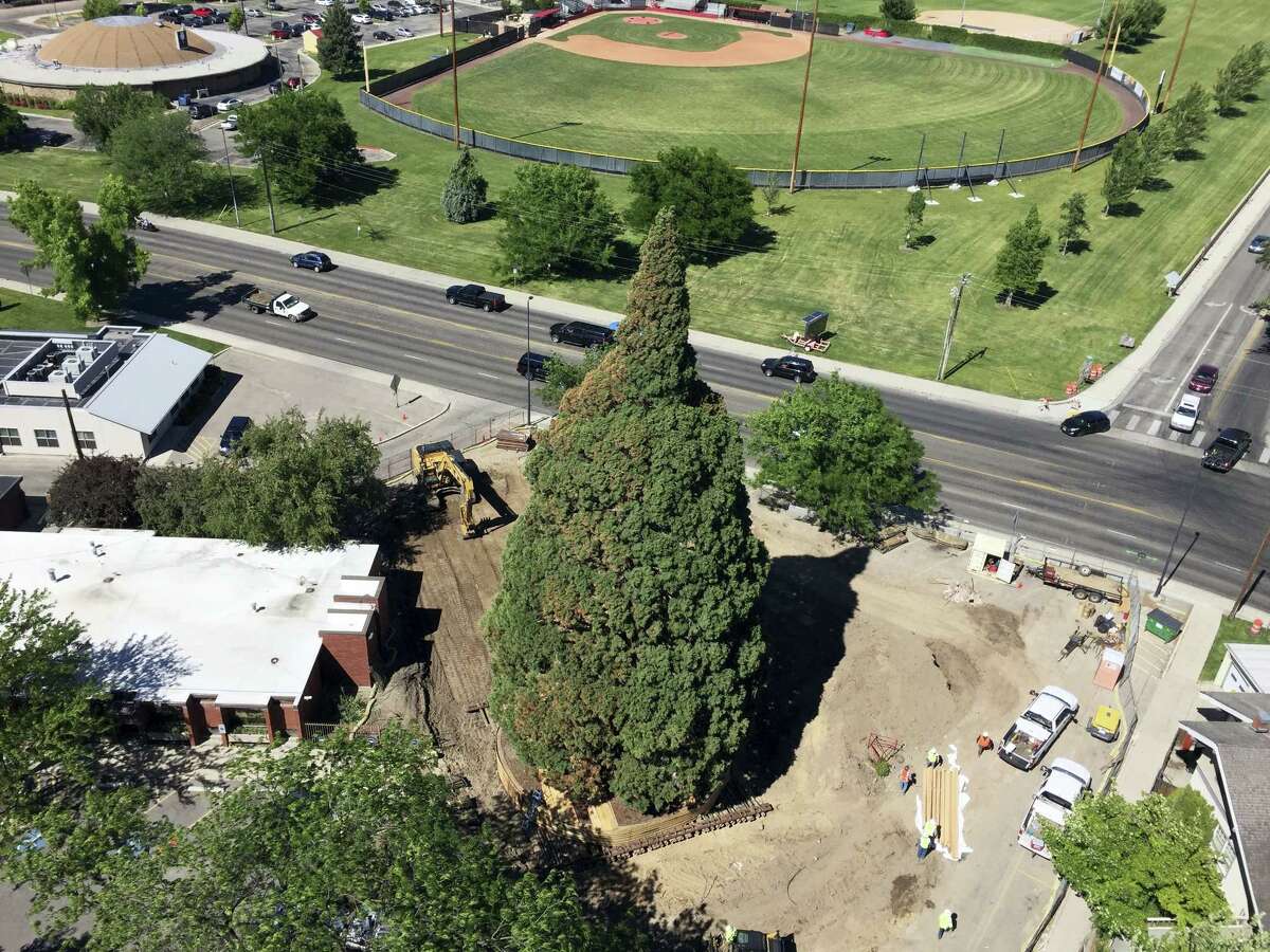 An aerial view shows heavy machinery used by workers as they pruned the roots, built a burlap, plywood and steel-pipe structure to contain the rootball so they can move the roughly 100-foot sequoia tree in Boise, Idaho, Thursday, June 22, 2017. The sequoia tree sent more than a century ago by naturalist John Muir to Idaho and planted in a Boise medical doctor’s yard has become an obstacle to progress. So the 98-foot (30-meter) sequoia planted in 1912 and that’s in the way of a Boise hospital’s expansion is being uprooted and moved about a block to city property this weekend.