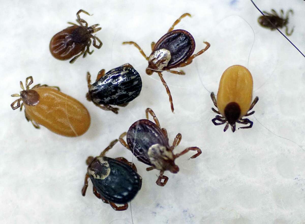 In this May 15, 2017 photo, ticks are displayed that were collected by South Street Veterinary Services in Pittsfield, Mass. Tick numbers are on the rise across New England this spring, raising the prospect of an increase in Lyme and other diseases.