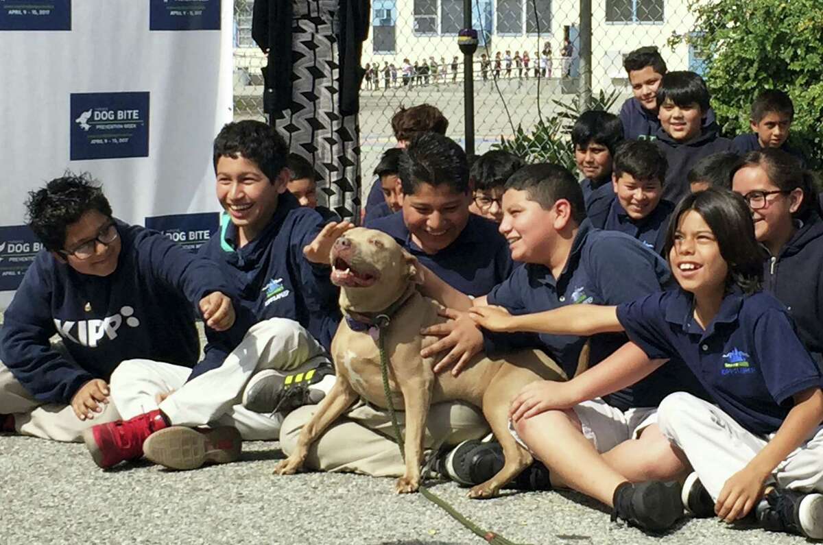 A pit bull named “Lucy” is petted by schoolchildren as part of the U.S. Postal Service “National Dog Bite Prevention Week,” during an awareness event at the YMCA in Los Angeles.