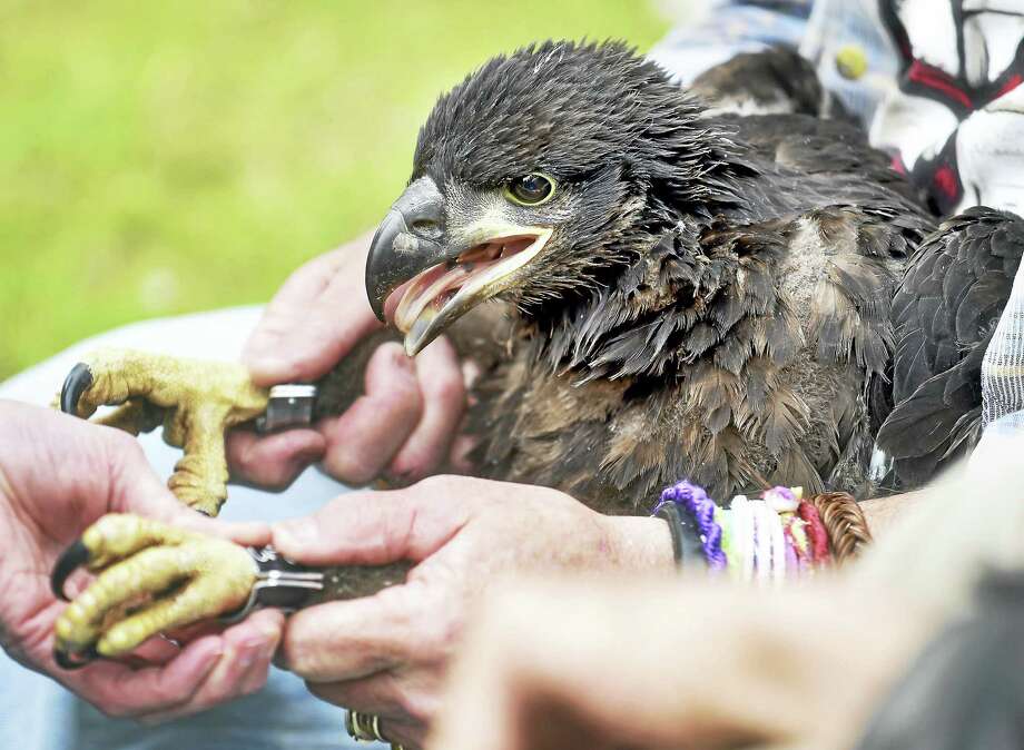 Baby Eagles In New Haven Tagged By Deep New Haven Register