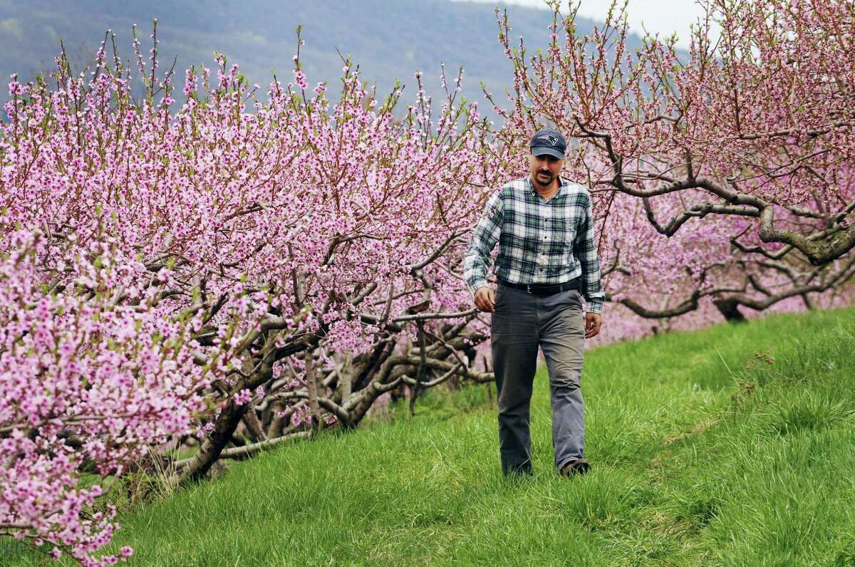 In this April 27, 2017 photo, Ben Clark walks among peach trees in full bloom at Clarkdale Orchards in Deerfield, Mass. A year after the peach crop in the northeastern U.S. hit the pits, growers and agricultural officials are anticipating a healthy rebound in 2017.