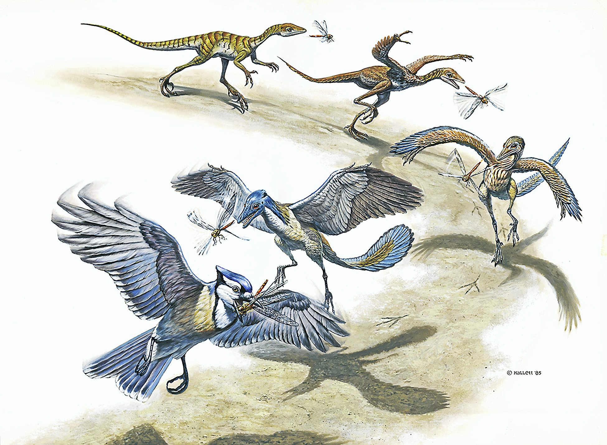 dinosaurs evolved into birds