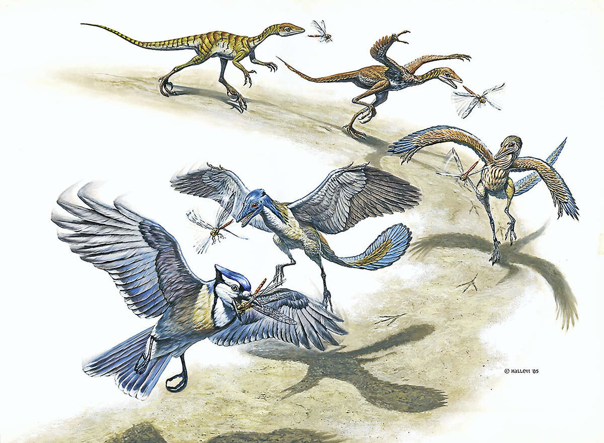 Peabody Museum Exhibit Presents Birds’ ‘missing Link’ To Dinosaurs