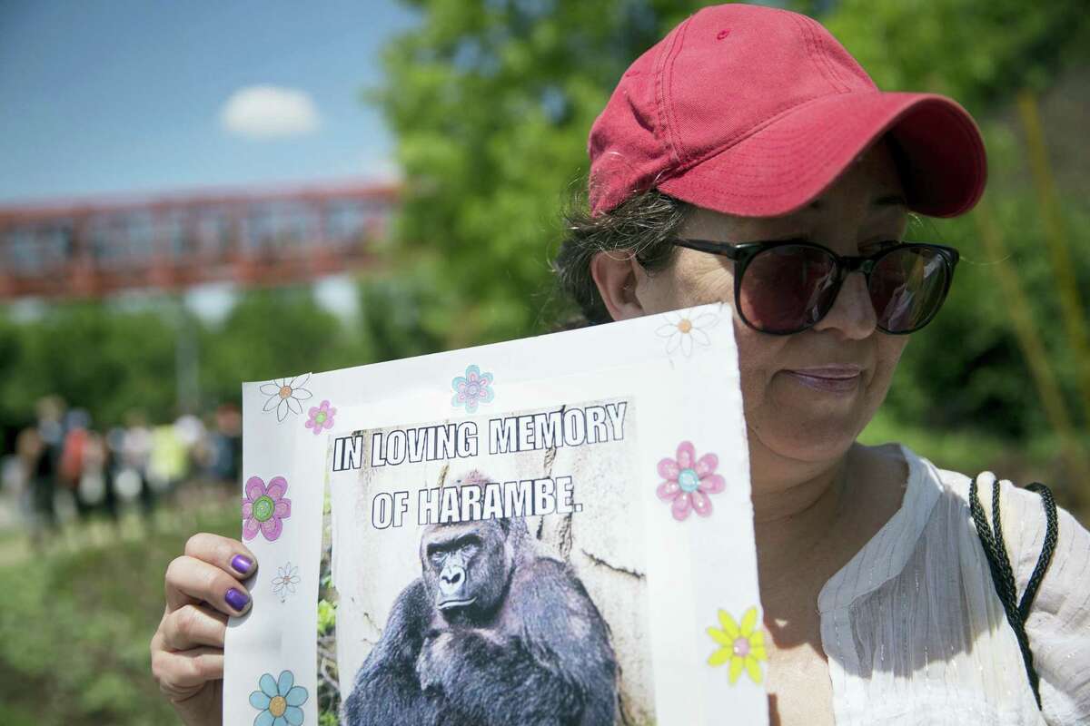 In this May 30, 2016, file photo, Alesia Buttrey, of Cincinnati, holds a sign with a picture of the gorilla Harambe during a vigil in his honor outside the Cincinnati Zoo & Botanical Garden, in Cincinnati. A Cheeto that bears a resemblence to the slain gorilla sold for nearly $100,000 on eBay Tuesday, Feb. 7, 2017.