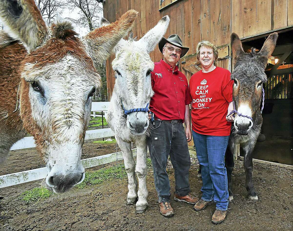 Sage, a 14-year-old mammoth donkey, at left, photo bombs a photograph, Wednesday, April 26, 2017, of Mike Capelli and Kim Dockett, owners of Tripledale Farm in Guilford, with mammoth donkeys, from left, Sandy, 19, and Kelby, 10. Tripledale Farm has three of 2,500 mammoth donkeys in the world, a species that is on the watch list for extinction. (Catherine Avalone - New Haven Register)