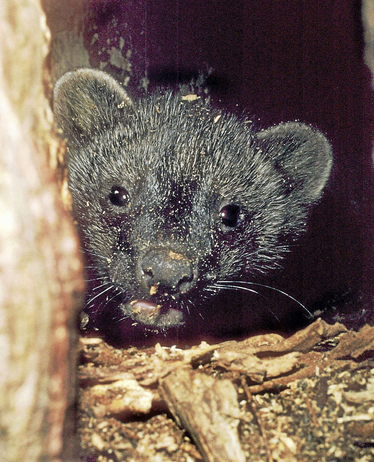 stuffed fisher cat