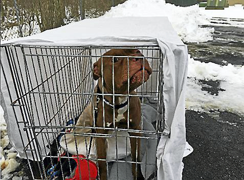 PETA offering reward for info on abandoned dog in East Haven