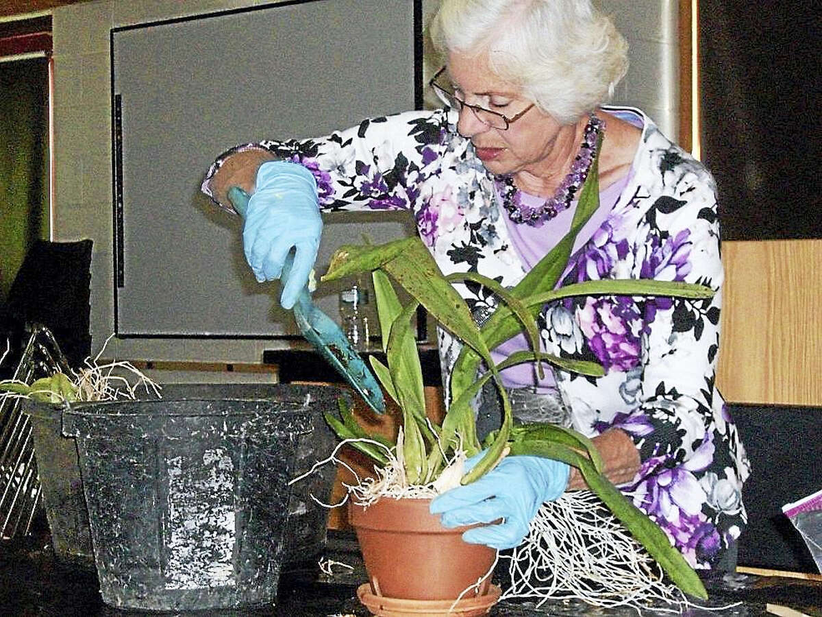 The Wallingford garden Club will meet Jan. 10, 2017 at 11:30 am at the First Congregational Church, 23 South Main Street. Ronnie Schoelzel will present a program called "Grow For Show". This will be a detailed program on how to grow and prepare plant material for a flower show. Ronnie is a member of The Federated Garden Clubs of CT and has chaired the Horticulture Division for the State Flower Show in Hartford. Table design will be done by Chris Walsh and Carolyn Heine. Hostesses are: Sue Collett, chair, and Bobbie Borne, Jacki Doty, Mary Ann Hall, Shirley Hall, Gloria Horbaty, Mary Ann Martindale, Viya Schenk, Natalie Scott, Carmelina Villani and Chris Walsh. The Wallingford Garden Club is a member of The Federated Garden Clubs of CT, Inc. and the National GardenClubs,Inc. For more information, call Sue Collett at 203-269-1740 or visit our Facebook Page. Pictured is Ronnie Schoelzel showing how to repot a plant.