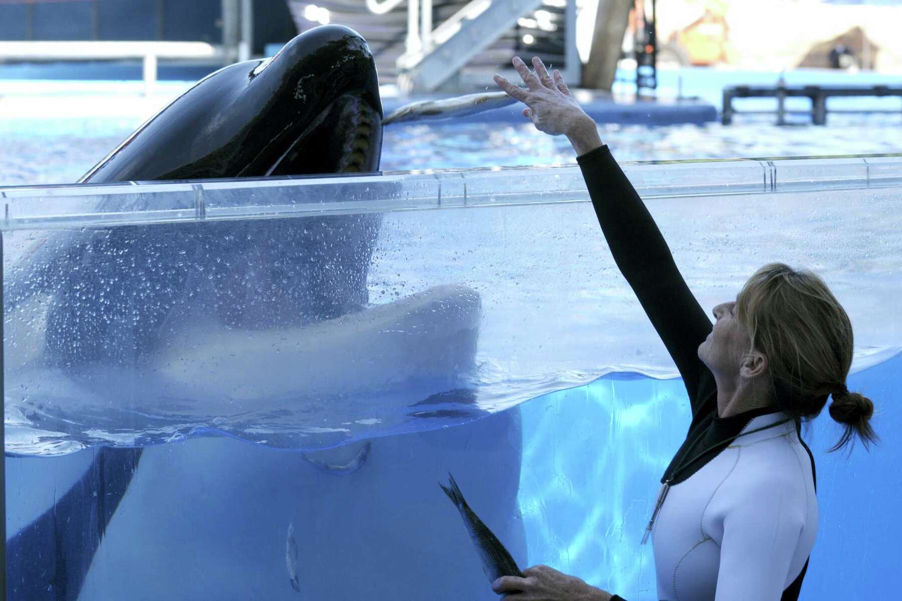 Tilikum, orca that killed trainer, dies at SeaWorld Orlando
