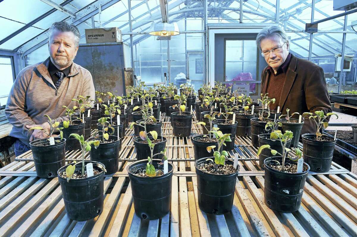 Jason White, left, vice director of the Connecticut Agricultural Experiment Station, and Wade Elmer, chief scientist of plant pathology and ecology, in a greenhouse at the Connecticut Agricultural Experiment Station in New Haven with Brandywine tomatoes that are part of their study on the effects of copper nanoparticles used in fertilizers.