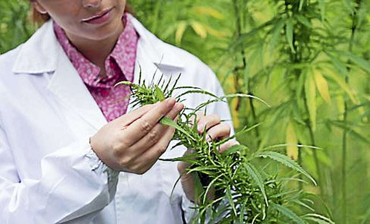 Female scientist in a hemp field checking plants and flowers